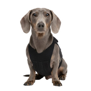 Dackel Rückenbandage für IVDD
