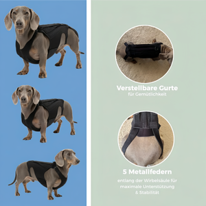 Dackel Rückenbandage für IVDD